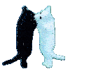 Dancing cat